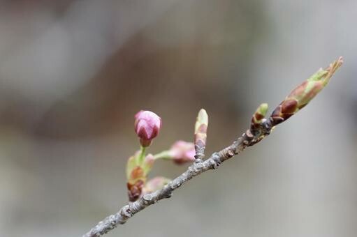 桜つぼみ